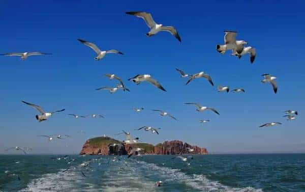 大自然鳥叫流水聲